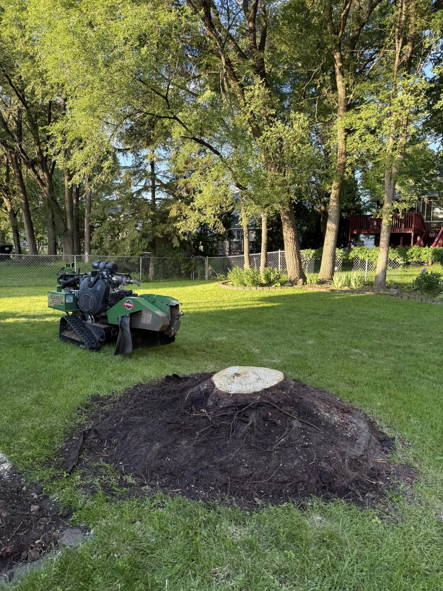 Before stump grinding — large stump in yard, Timber Ridge Stump Grinding