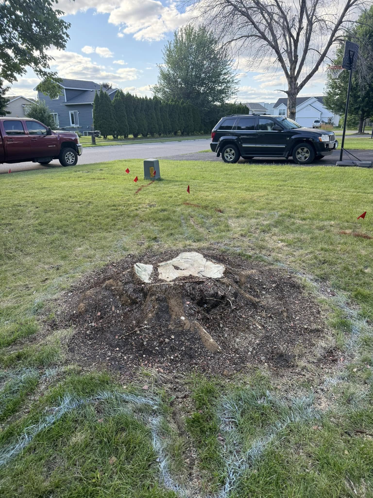 Before stump removal — large stump with exposed surface roots, Twin Cities MN
