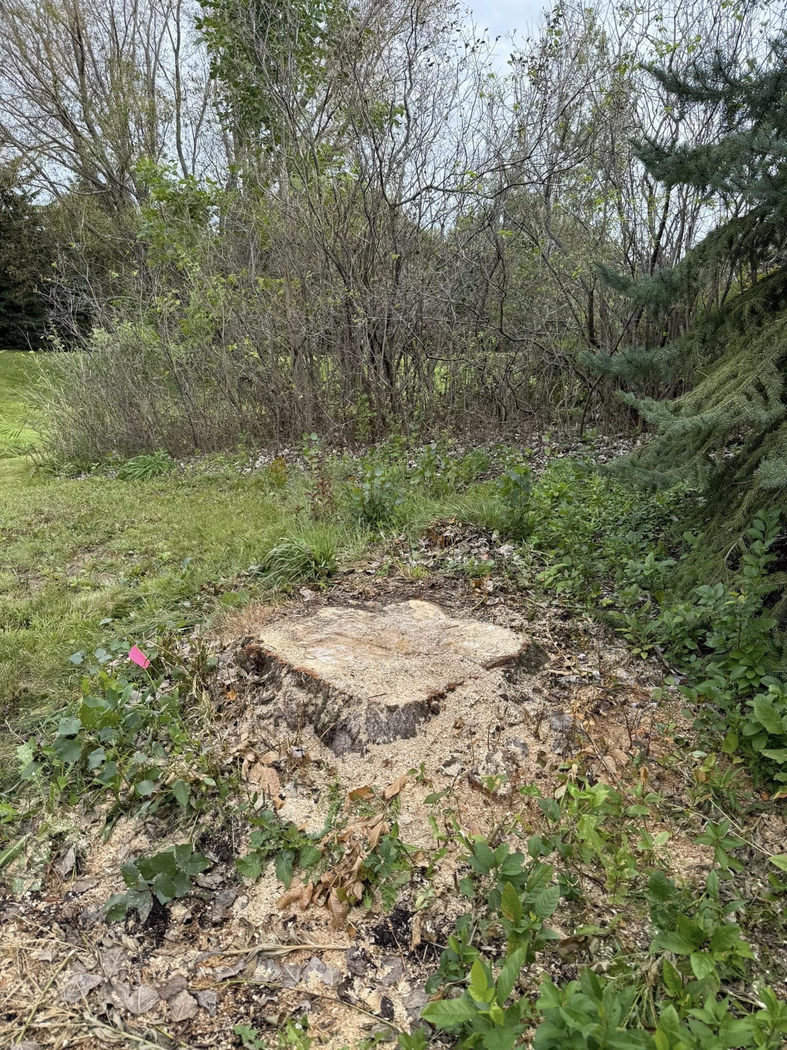 Before stump removal — stump sitting in open lawn area, Cottage Grove Minnesota